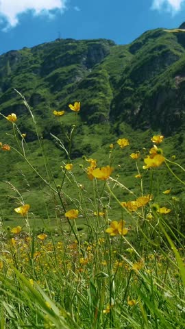 A lush green landscape under a clear blue sky, featuring vivid yellow buttercups in full bloom, complemented by undulating green hills in the background