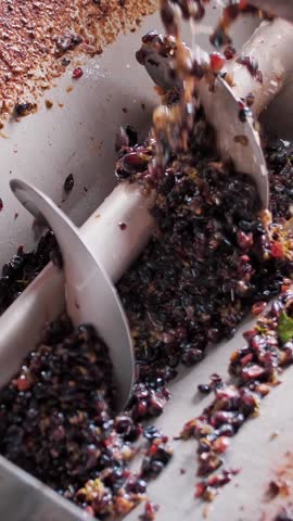 Grape crusher with screw feed. close-up. Vine grapes separator. grape berries are squeezing with rotating spiral machine for further winemaking process. Screw conveyor machine processing grape must.
