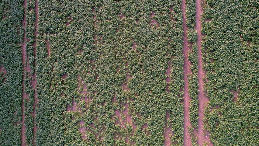 Smooth low-altitude flyover skimming a rapeseed field in bloom. Leading lines and gentle parallax give cinematic depth for editorial or commercial use.