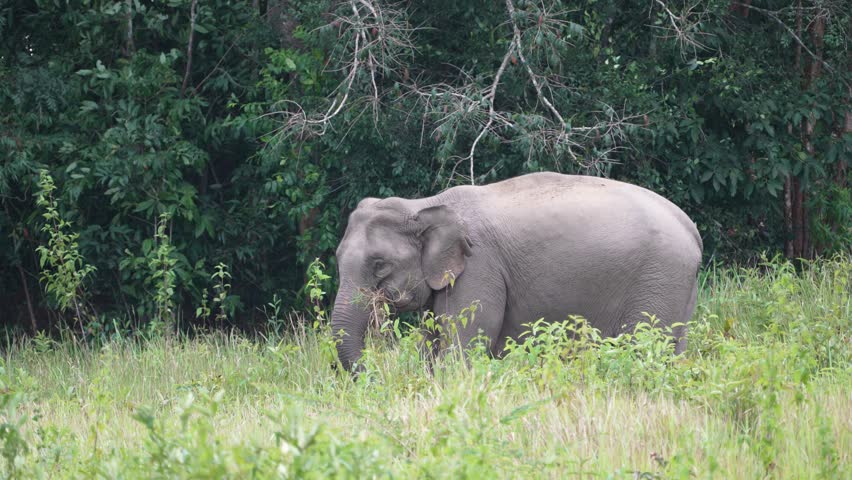 A family of wild elephants are eating mineral soil at khaoyai national park Thailand.