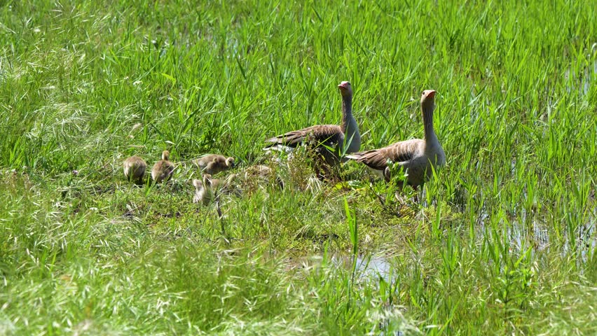Greylag Goose Family with Goslings in Lush Green Wetland Grass
