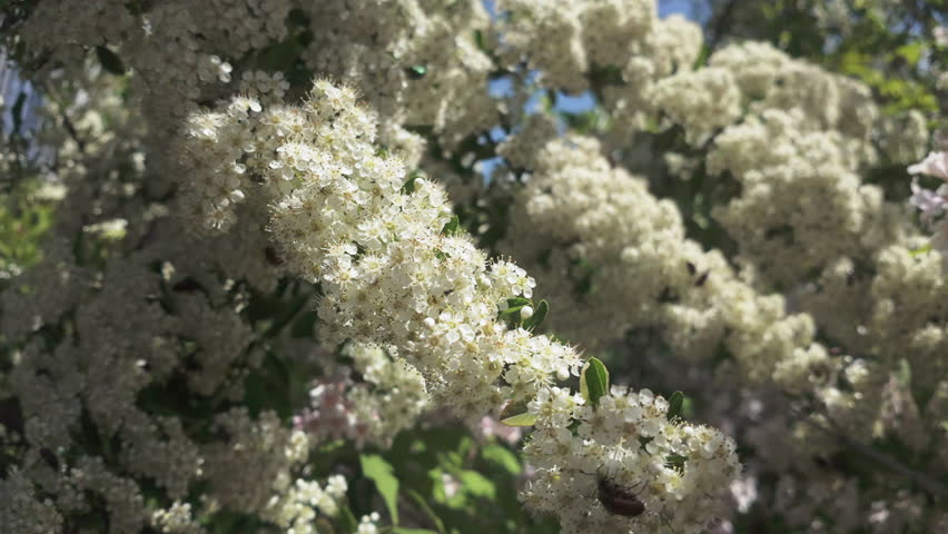 Close-up of beetles of different species on small white flowers of flowering Scarlet firethorn (Pyracantha coccinea)