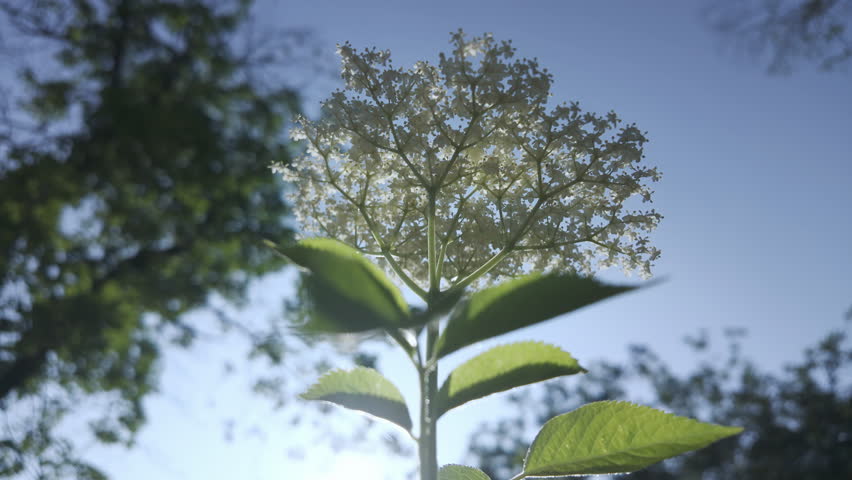 Bottom-up view of white American black elderberry (Sambucus canadensis) swaying in the wind against a blue sky