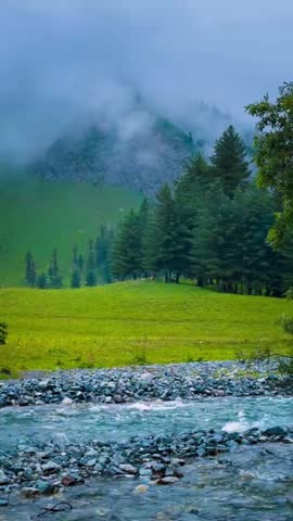 A crystal clear mountain stream flows over blue grey pebbles bordered by an emerald green meadow and a line of pine trees