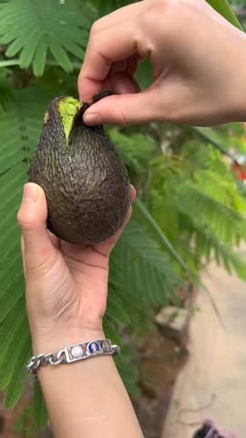 Fresh Avocado Being Peeled in Natural Light Stock.