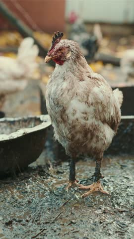 A chicken covered in dirt stands in a rural area showcasing its unclean feathers as sunlight illuminates its surroundings The environment reflects a natural farm setting