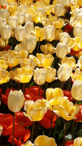 Beautiful yellow orange tulips field