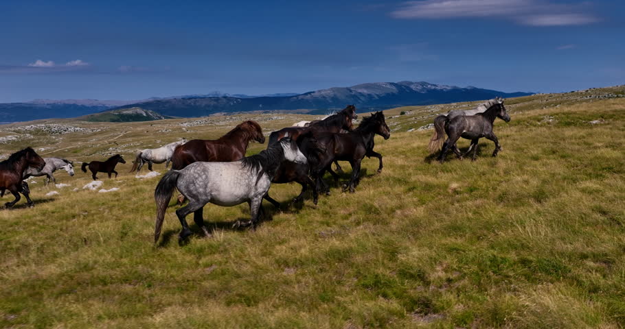 Aerial FPV drone view of wild horses heard or a group running across vast green plains, symbolizing adventure, travel, leadership, freedom, and the beauty of nature. Cinematic slow motion footage