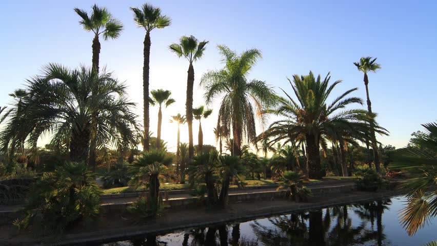 Peaceful path with palm trees and pond at sunset in José Celestino Mutis Botanical Park, Palos de la Frontera, Huelva, Spain. Nature and travel concept.
