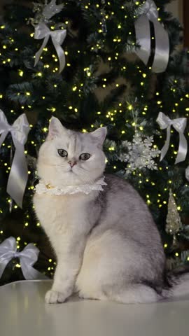 Elegant cat poses gracefully by illuminated christmas tree with sparkling ornaments