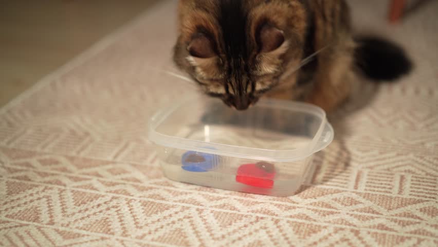 Cat encouraged to drink more water using wet food in a bowl