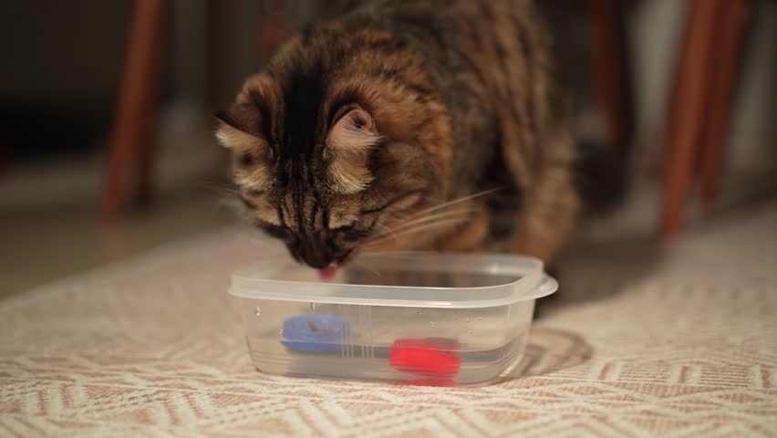 Cat encouraged to drink more water using wet food in a bowl