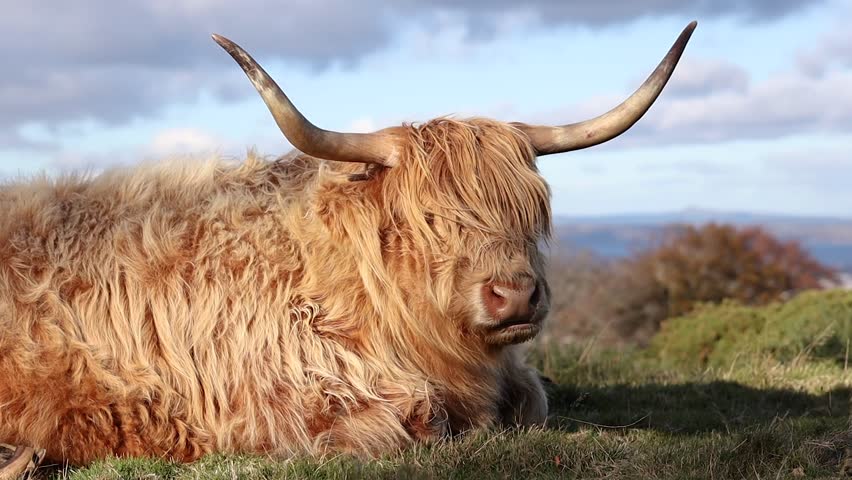 Brown Long Haired Highland Cattle in Pentland Hills Regional Park. Scottish Coo with Shaggy Coat during Sunny Day in Scotland.