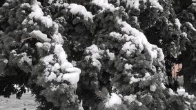 winter man on a walk you can see snow-covered trees snow branches man hand holding bush with berries - Powered by Shutterstock - Get 15% off with code: PIKWIZARD15