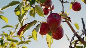 Ripe red apples hanging on a branch as one is picked and two others fall during harvest in a sunny orchard. High quality 4k footage - Powered by Shutterstock - Get 15% off with code: PIKWIZARD15