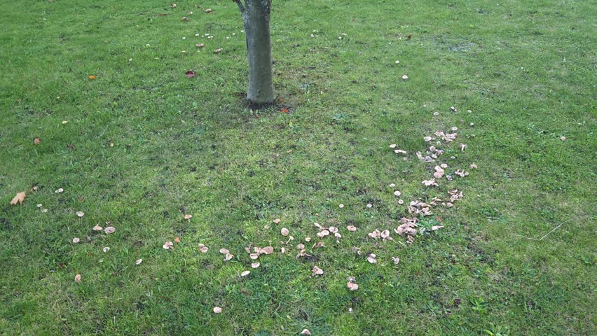 A natural fairy ring of brown and white mushrooms growing in a distinct circular pattern around the base of a tree trunk in a forest, highlighting a mycological phenomenon.