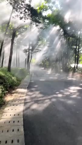 The light of the rising sun illuminates the natural forest