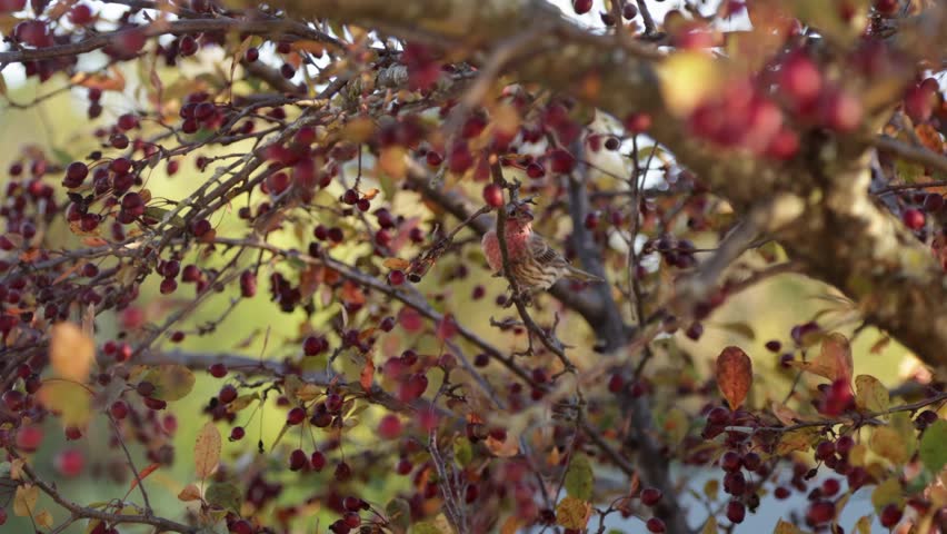 Male House Finch up close in cherry tree at sunset in autumn, Wisconsin, United States