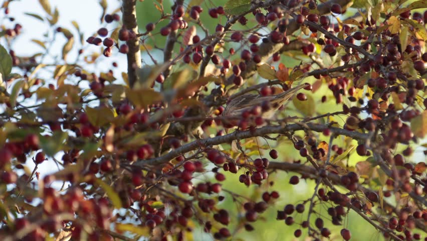 Male House Finch cleaning beak against branch and flying away, Wisconsin, United States