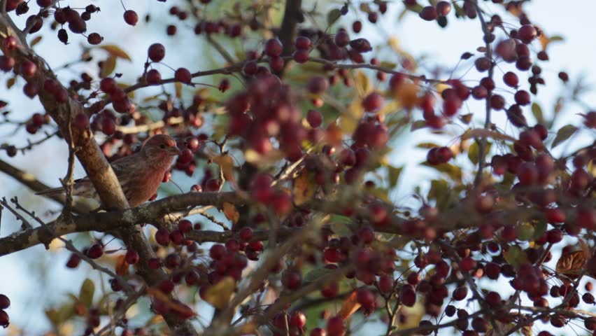 Male House Finch in cherry tree at sunset in autumn, Wisconsin, United States