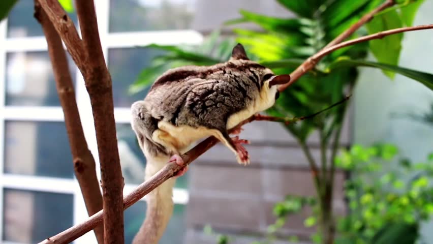 A sugar glider clings to a tree trunk, showing alert eyes and natural climbing behavior. Close-up footage highlighting texture, movement, and the small marsupial’s active moment.
