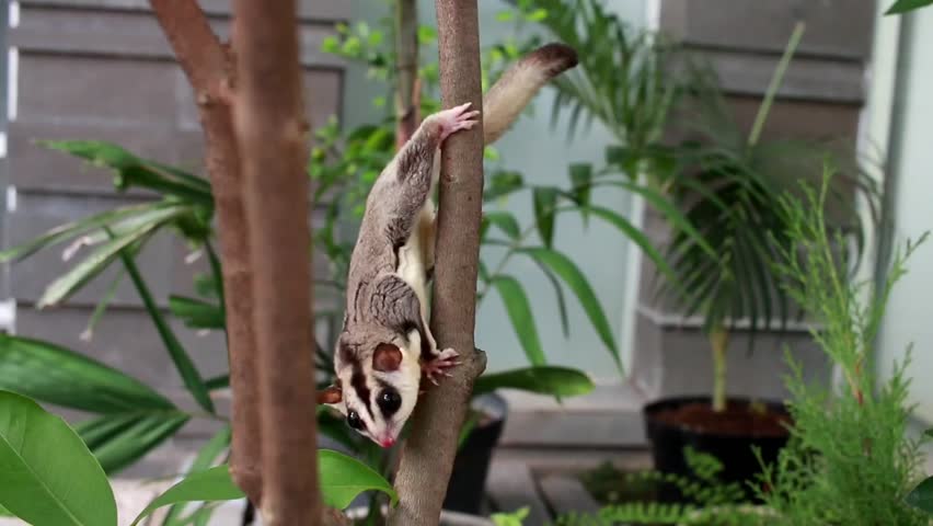 A sugar glider clings to a tree trunk, showing alert eyes and natural climbing behavior. Close-up footage highlighting texture, movement, and the small marsupial’s active moment.