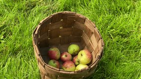 Several freshly picked, naturally imperfect apples, displaying red and green hues, rest inside a traditional woven bark basket. The basket sits outdoors, nestled into bright, lush green grass - Powered by Shutterstock - Get 15% off with code: PIKWIZARD15