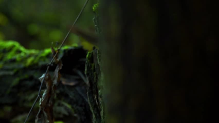 Halloween pumpkin lantern next to a log, moss and mushrooms in the forest.