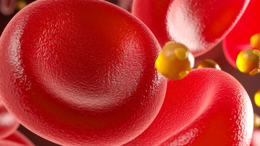 High-density lipoprotein (HDL) particles, blood cells containing good cholesterol, 3D animation.