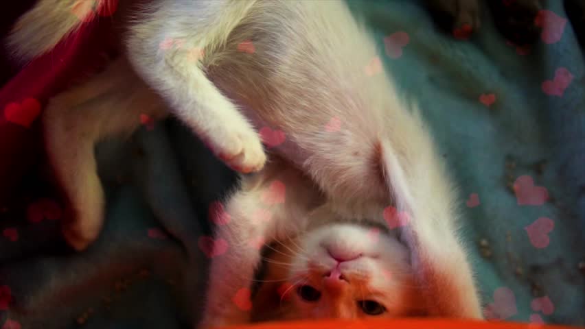 Cute Kitten Wakes Up and Stretches in Bed with Floating Love Hearts