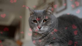 Loving hearts float over a resting cat in a cozy animation. - Powered by Shutterstock - Get 15% off with code: PIKWIZARD15