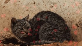 Adorable Sleeping Kitten with Flying Loving Hearts Animation - Powered by Shutterstock - Get 15% off with code: PIKWIZARD15