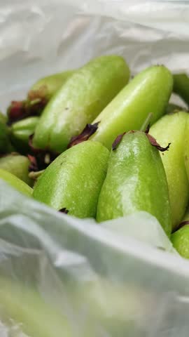Averrhoa bilimbi bears bright green sour fruits used in traditional dishes, adding a fresh tangy flavor and tropical charm to village gardens.
