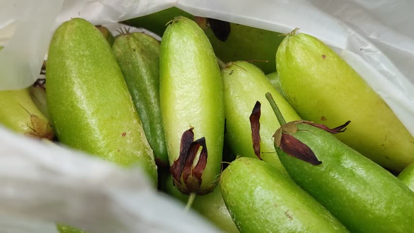 Averrhoa bilimbi bears bright green sour fruits used in traditional dishes, adding a fresh tangy flavor and tropical charm to village gardens.
