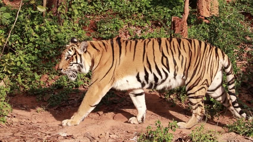 Powerful Bengal tiger walking in natural jungle habitat, wild animal in forest environment, endangered, wildlife conservation, majestic predator sunlight, African savannah Safari Zoo. Lion Lioness cub