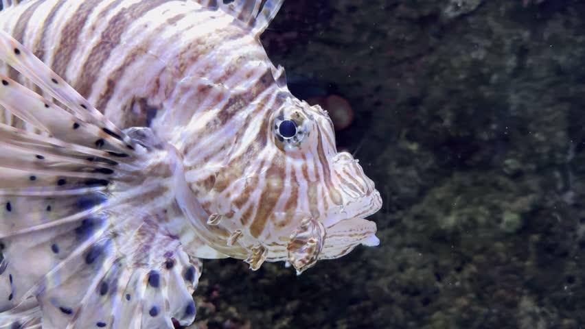 Pterois volitans, also known as lionfish, swims slowly in profile under bright light. Its venomous spines and invasive nature are clearly visible. Check my portfolio for more lionfish footage.