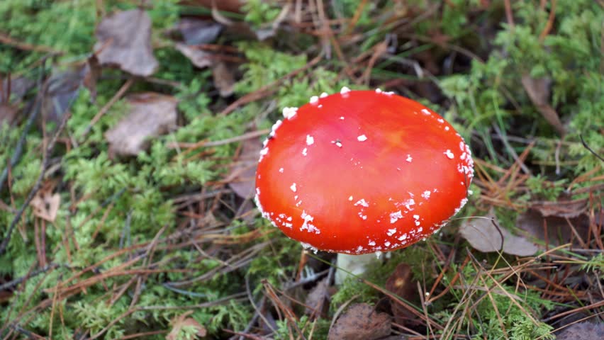 Fly agaric in the forest. A dangerous poisonous mushroom with a red cap grows in the forest among moss and fallen leaves. amanita muscaria
