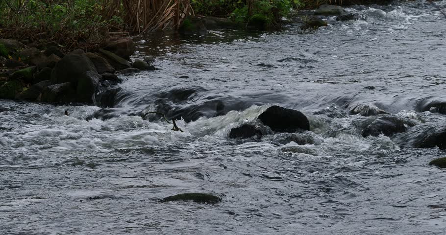 A fast stream flows over rocks in the forest in autumn.