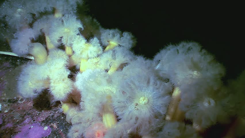 Delicate white plumes of Metridium senile sway gently. These Sea Anemones are clinging to the dark ocean floor in the Arctic, a cold and mysterious underwater world.