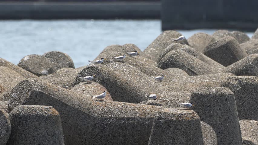 little tern in a sky