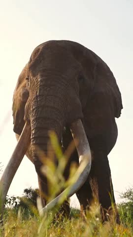 a beautiful close up of an elephant.