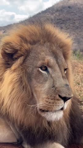 A close up of a roaring lion 