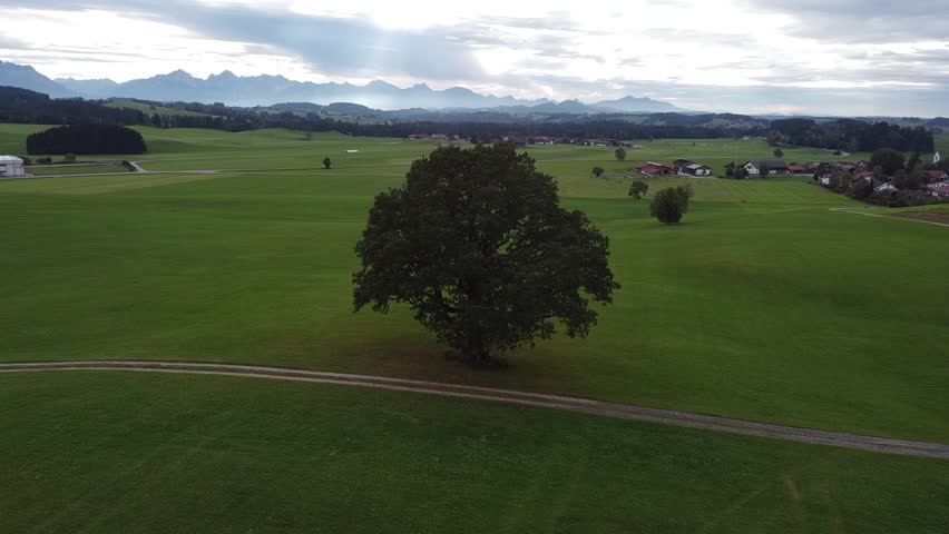 Around a tree in the middle of a field