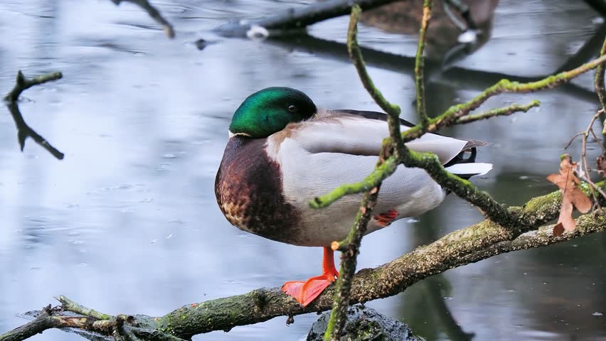  resting male mallard duck standing on a tree log by the river