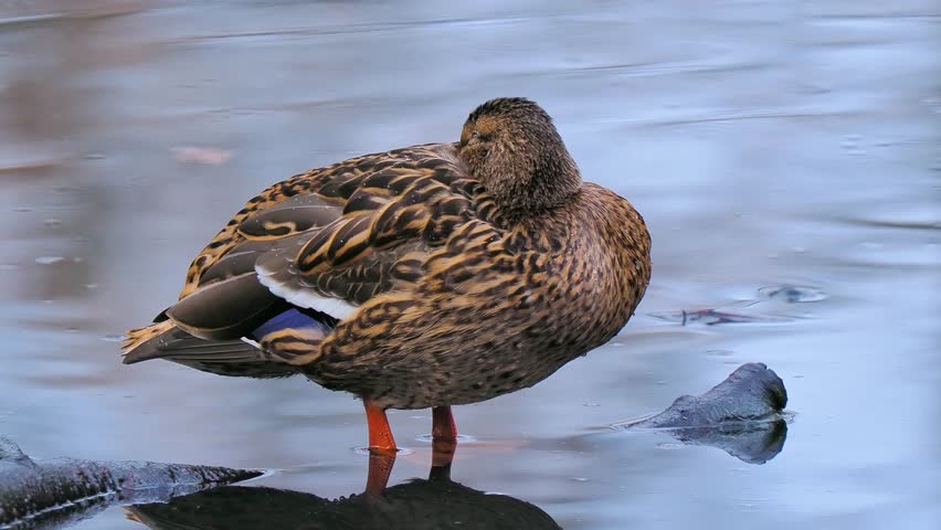 duck standing near the shore in the water