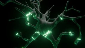 Vivid 3D rendering of a neuron with glowing green electrical impulses traveling through its dendrites and axon. Represents brain activity, neural networks, neuroscience, AI, and technological concepts - Powered by Shutterstock - Get 15% off with code: PIKWIZARD15