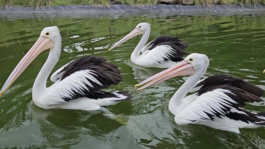 This is pelican animal on the water