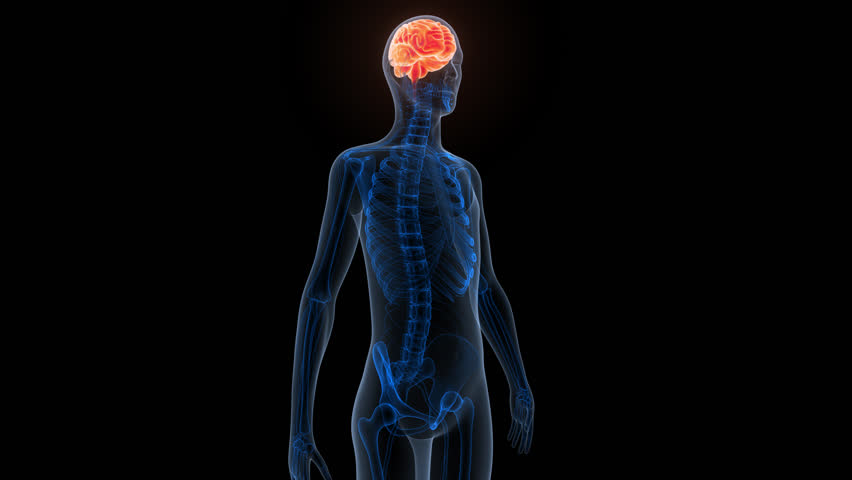 Central Organ of Human Nervous System Brain Anatomy
