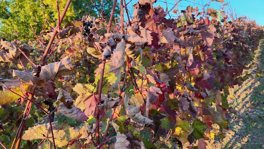 Walking through an fall vineyard after the grape harvest. Fall colors in the vineyard. The concept of fall foliage and colors. The sunset over an fall grapevineyard.