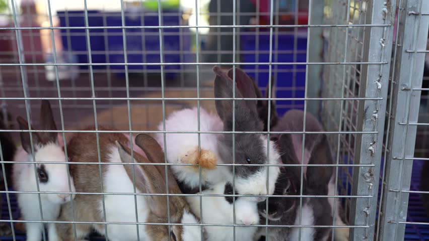Cute Small Rabbits in Cage at Pet Shop Display, Showcasing Various Breeds with Soft Fur and Distinct Colors, Evoking Curiosity and Playfulness Among Animal Lovers